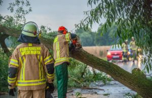 Einsätze für die Feuerwehr bei mehreren umgestürzten Bäumen
